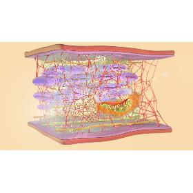 3D Cytoskeleton